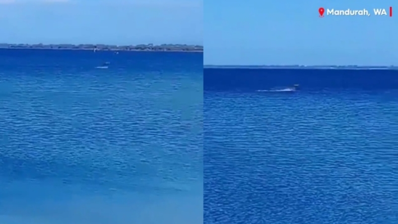  Απίστευτο σκηνικό με καγκουρό να περπατάει στη θάλασσα (vid)
