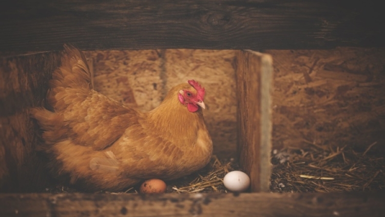 Οι Αμερικάνοι αγοράζουν μαζικά κότες επειδή τα αυγά στα σούπερ μαρκετ είναι πανάκριβα