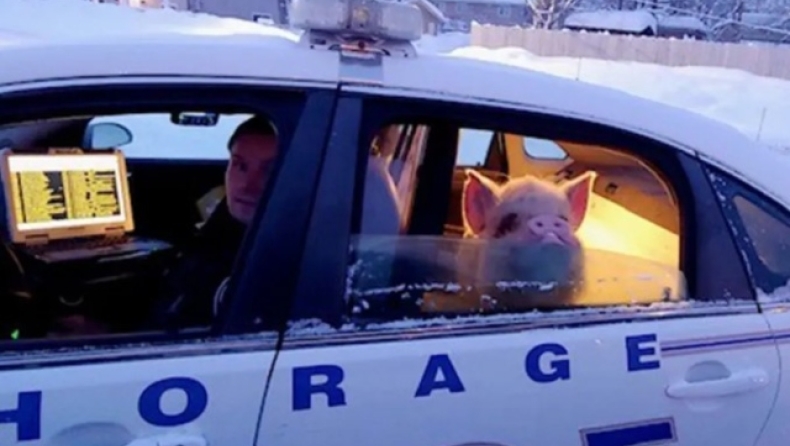 Γουρούνι στην Αλάσκα εθεάθη να κάθεται στο πίσω κάθισμα περιπολικο