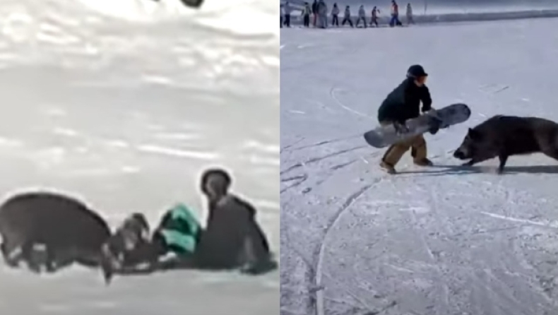 Η τρομακτική στιγμή που αγριογούρουνο στην Ιαπωνία επιτέθηκε σε χιονοδρομικό κέντρο (vid)