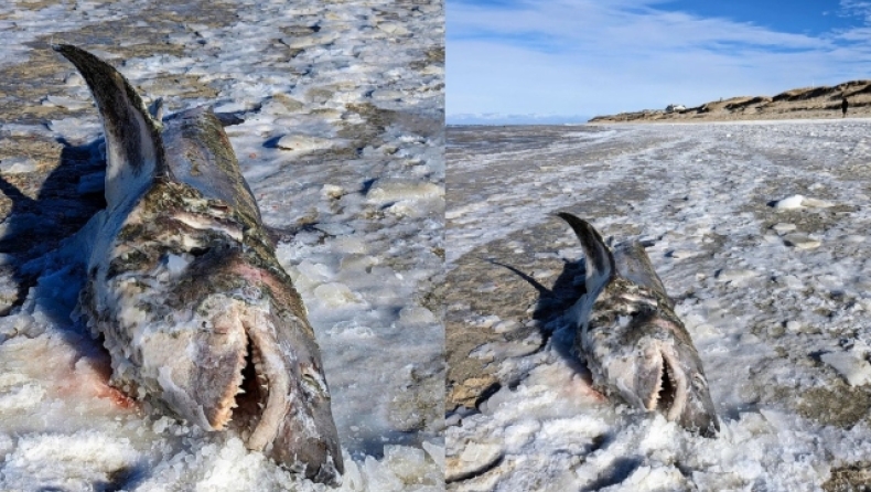 Η απίστευτη στιγμή που παραλία ξέβρασε παγωμένο καρχαρία 