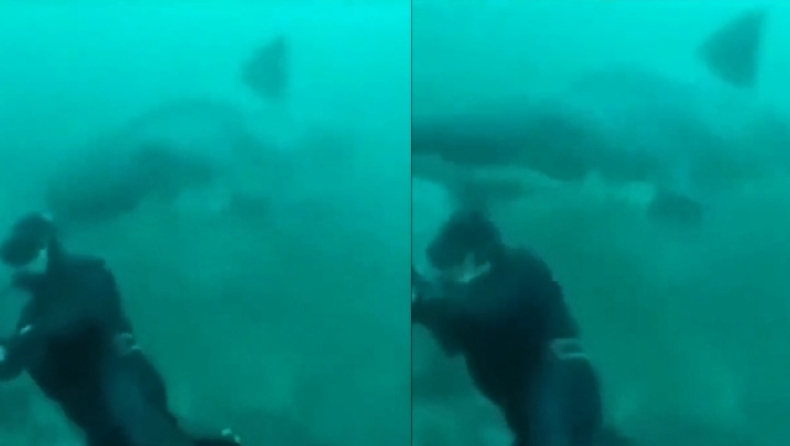 Η τρομακτική στιγμή που καρχαρίας περνάει πάνω από το κεφάλι ενός δύτη (vid)