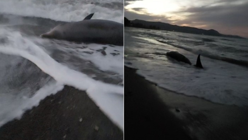Νεκρές φάλαινες σε παραλίες της Κύπρου μετά τον σεισμό στην Τουρκία