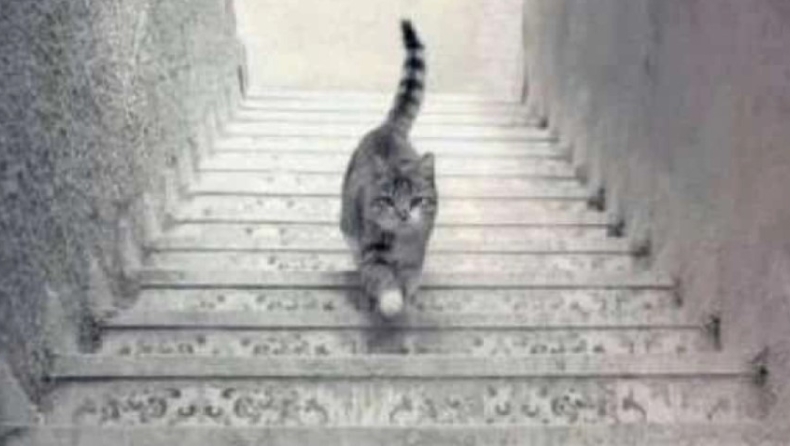 Βλέπεις τη γάτα να ανεβαίνει ή να κατεβαίνει τις σκάλες; Η οπτική ψευδαίσθηση που θα σε διχάσει