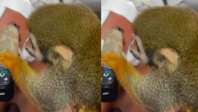  Ο απίστευτος πίθηκος που κάνει τατουάζ σε ανθρώπους έχει κάνει θραύση στο διαδίκτυο (vid) 