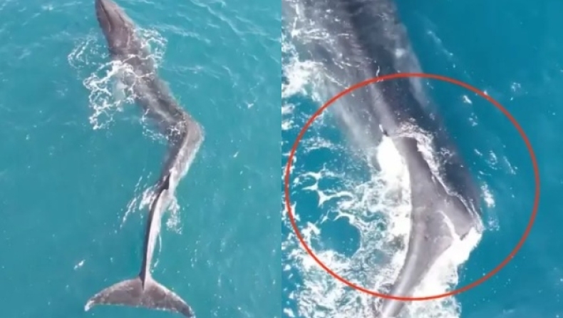 Συγκλονιστικό βίντεο δείχνει γιγαντιαία φάλαινα με σπάνια πάθηση (vid)