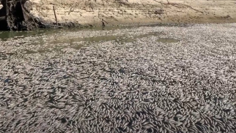  Εκατομμύρια νεκρά ψάρια σαπίζουν σε ποταμό στην Αυστραλία: «Ανυπολόγιστη καταστροφή» (vid)