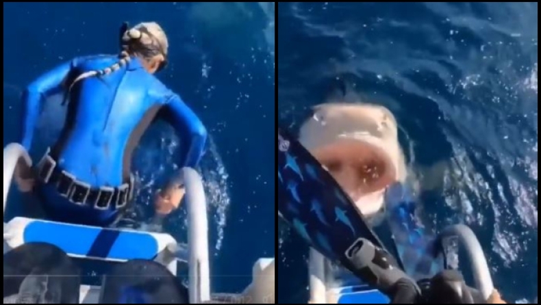 Γυναίκα δύτης ετοιμάζεται να βουτήξει, αλλά την τελευταία στιγμή βλέπει έναν καρχαρία με ανοιχτό το στόμα (vid)