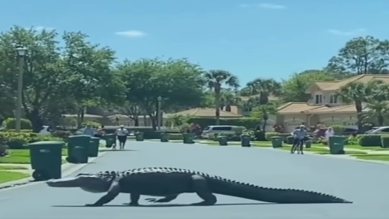 Τεράστιος αλιγάτορας προκάλεσε πανικό σε κοινότητα στη Φλόριντα (vid)
