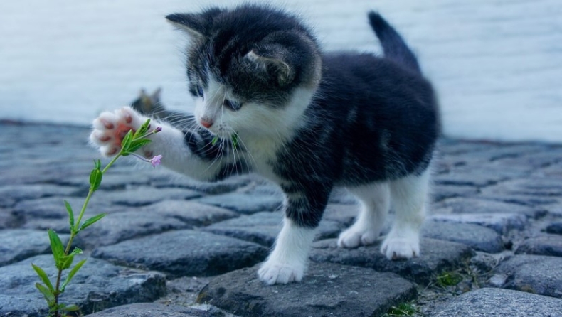 Πρόστιμο - μαμούθ 120.000 ευρώ σε 75χρονη που πέταξε στα σκουπίδια τέσσερα νεογέννητα γατάκια