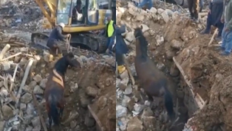  Άλογο στη Τουρκία ανασύρθηκε ζωντανό μετά από 24 ημέρες κάτω από τα ερείπια κτιρίου (vid)
