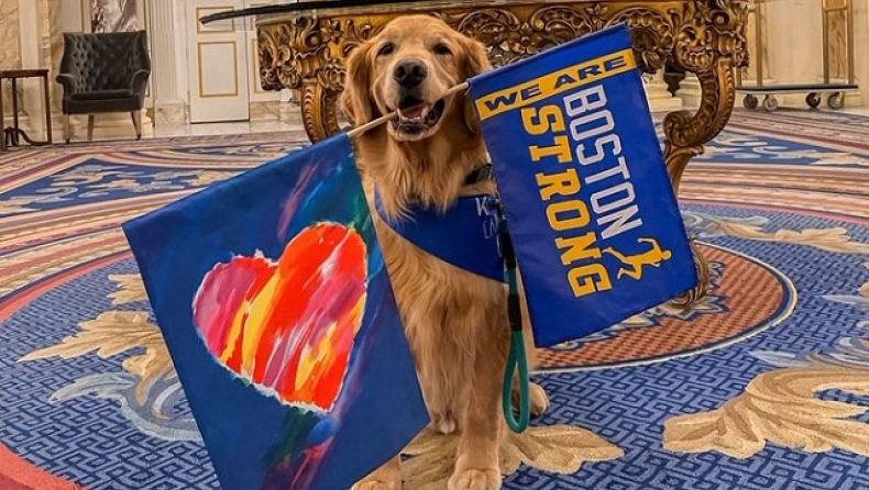 Εκατό Golden Retrievers θα περάσουν τη γραμμή τερματισμού στον μαραθώνιο της Βοστόνης