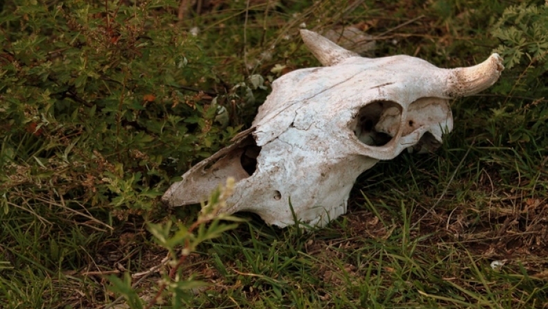 Μυστήριο γύρω από τον περίεργο ακροτηριασμό 20 αγελάδων στην Αυστραλία: «Δεν βρήκαμε ίχνος αίματος» λένε οι αγρότες