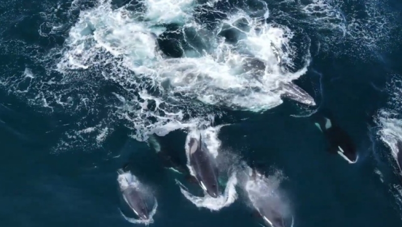Μάχη δίχως αύριο: 2 γκρίζες φάλαινες δέχθηκαν επίθεση από 30 όρκες (vid)