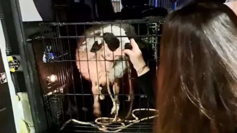 Xειροπέδες σε 40χρονο που είχε δέσει ζωντανό αρνάκι με σκοπό να το σφάξει 