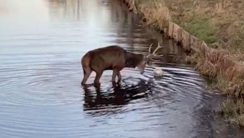 Ελάφι-μπαλαδόρος «διδάσκει» μέσα στο ποτάμι: Το βίντεο που έγινε viral