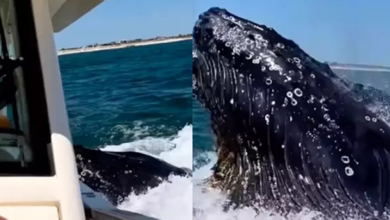 Τρόμος στη θάλασσα: Φάλαινα συγκρούστηκε με σκάφος (vid)