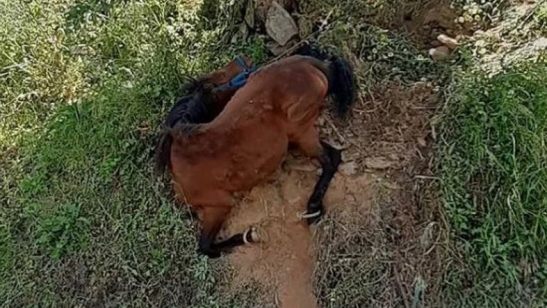 Εικόνες ντροπής στην Τζια: Άλογο παστουρωμένο κρεμόταν σε πλαγιά λόγω εξάντλησης