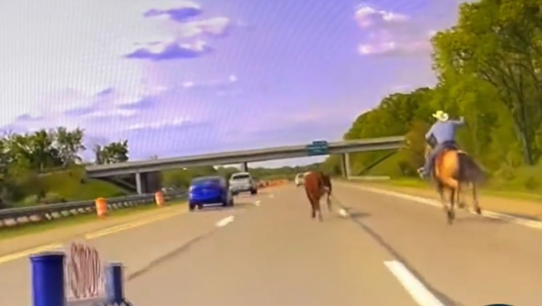 Απίστευτη καταδίωξη: Η αστυνομία επιστράτευσε καουμπόη να πιάσει αγελάδα που έτρεχε σε αυτοκινητόδρομο (vid)
