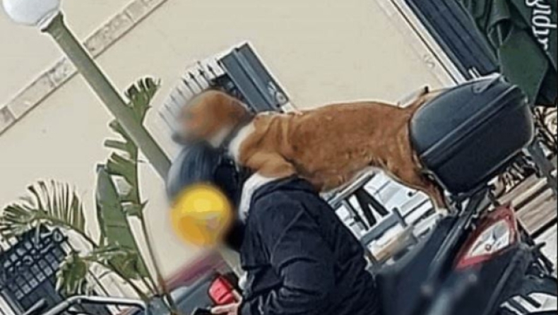 Η εικόνα στην Κρήτη που έγινε viral: Τρικάβαλο με τα σκυλιά του και το κινητό στο χέρι