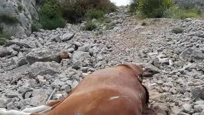 Πανελλαδική Φιλοζωική και Περιβαλλοντική Ομοσπονδία: «Να βρεθούν οι υπεύθυνοι για τα νεκρά άλογα στην Πάρνηθα» 