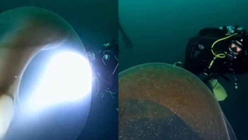  Εξερευνώντας τα θαύματα της φύσης: Τεράστιος σάκος με χιλιάδες αυγά (vid) 