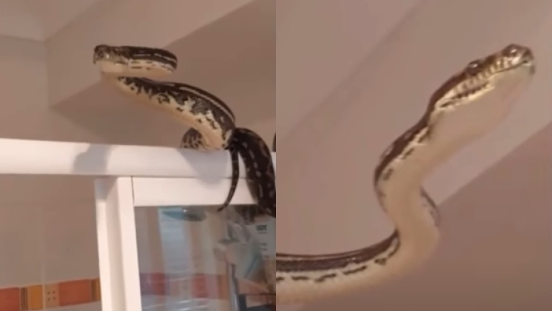 Πήγε στην τουαλέτα όταν ξαφνικά εμφανίστηκε ένας ανεπιθύμητος επισκέπτης: Πύθωνας δύο μέτρων κρυβόταν πίσω από την κουρτίνα (vid) 