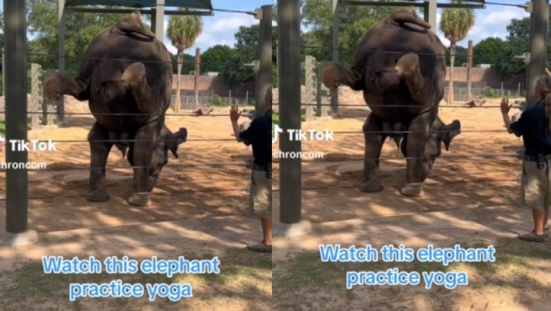 Ελέφαντας κάνει κατακόρυφο και αφήνει άναυδο το κοινό ζωολογικού κήπου (vid)