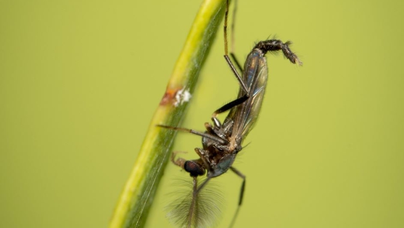 Αυτά είναι τα 4 χρώματα που απωθούν τα κουνούπια