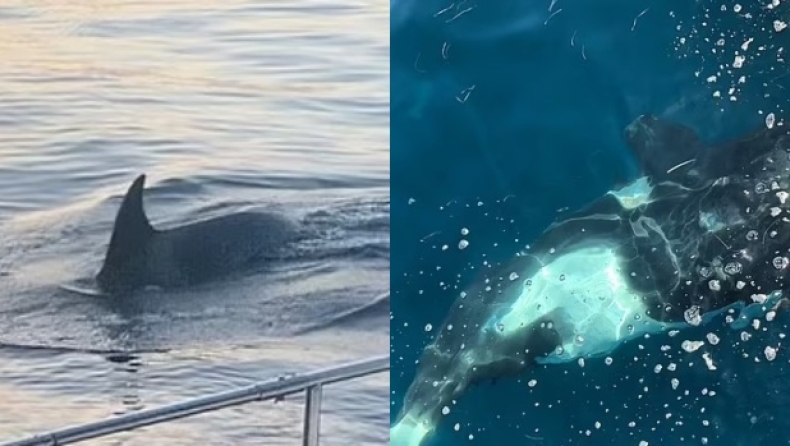 Φάλαινες διέλυσαν γιοτ στο Γιβραλτάρ: Ο καπετάνιος περιέγραψε την τρομακτική στιγμή (vid)