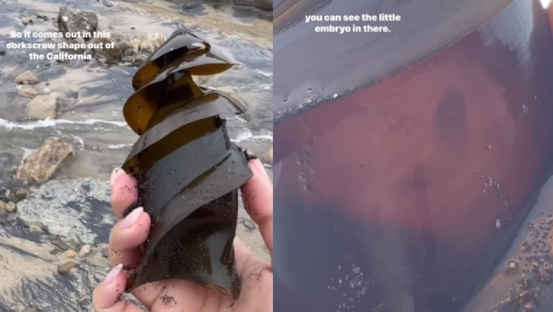 Το μοναδικό σχήμα που έχει το αυγό ενός καρχαρία: Μοιάζει να είναι φτιαγμένο από γυαλί (vid)