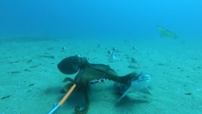 Η επική μάχη ανάμεσα σε ένα χταπόδι και ένα μικρό καρχαρία (vid)