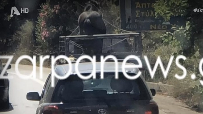 Κρήτη: Αγροτικό στην Εθνική Οδό είχε φορτώσει το άλογο στην καρότσα (vid)