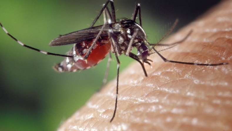 Η μοναδική χώρα που δεν έχει κουνούπια: Το φυσικό «θαύμα» που απειλείται από την κλιματική αλλαγή (vid)