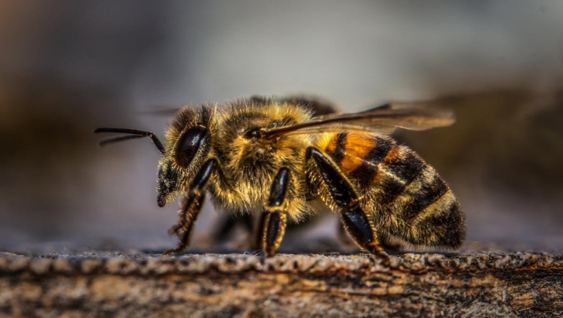 Σμήνη μελισσών επιτέθηκαν και έστειλαν στο νοσοκομείο ανυποψίαστο αγρότη στα Χανιά