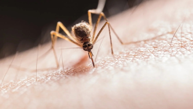 Πολυμήχανος Έλληνας έφτιαξε εφαρμογή που απωθεί κουνούπια και κατσαρίδες: Έχει φτάσει ήδη τις 95.000 λήψεις (vid)