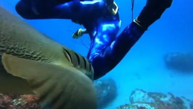 Η τρομακτική στιγμή που ο καρχαρίας κάνει πισώπλατο «πέσιμο» σε δύτη (vid)