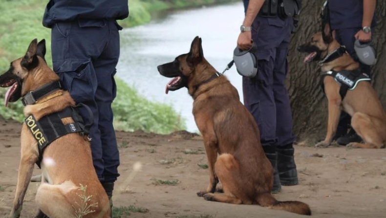 Χαμός με τη «Χλόη»: Η σκύλα της Δίωξης Ναρκωτικών που ανακάλυψε κάνναβη ανάμεσα σε… σεμεδάκια και butt plug