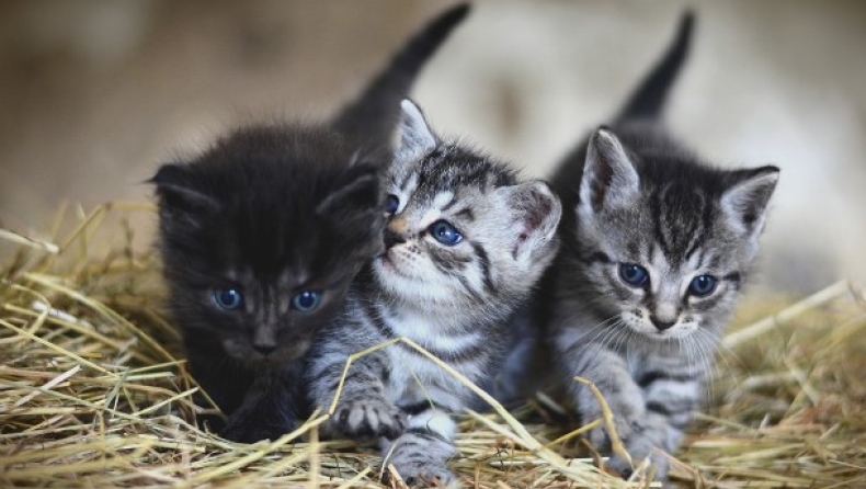 Φρίκη στην Αιδηψό: Δηλητηρίασαν οκτώ γάτες και τις εντόπισε στην αυλή της μια 65χρονη
