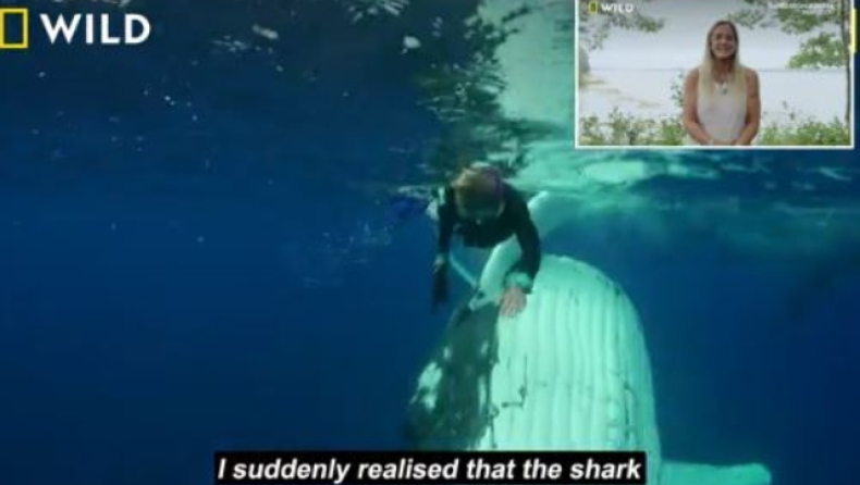 Η στιγμή που μια φάλαινα σώζει γυναίκα βιολόγο από τα δόντια ενός καρχαρία (vid)