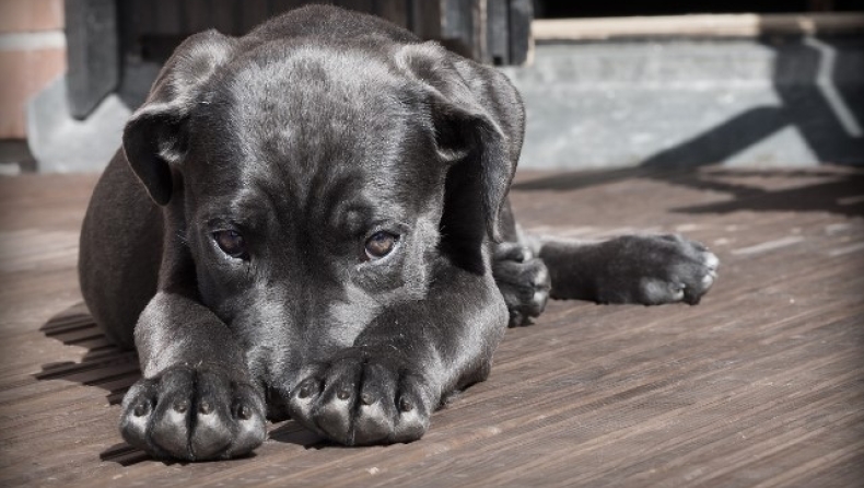 Αδιανόητη κτηνωδία: Βρέθηκε προφυλακτικό στο στομάχι σκύλου, υποψίες ότι τον βίασαν