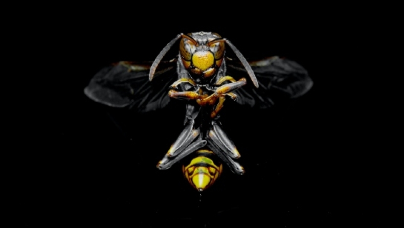 Η σφήκα του θανάτου που έχει εισβάλει στις ΗΠΑ και απειλεί τις καλλιέργειες των αγροτών: Υπάρχει κίνδυνος για την ανθρώπινη ζωή (vid)