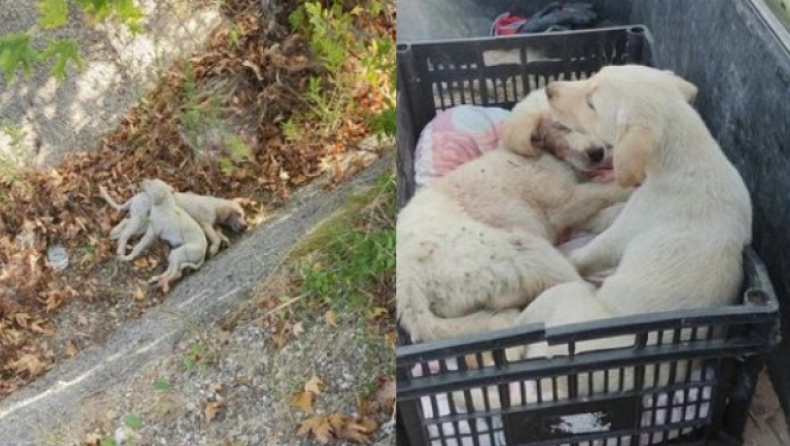 Χαλκιδική: Ασυνείδητος πέταξε κουτάβια στη μέση του δρόμου 