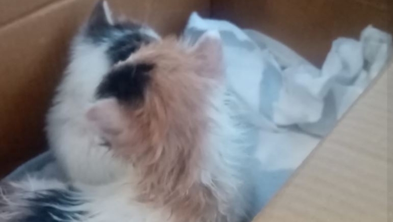 Εξοργιστικό περιστατικό στον Βόλο: Έκλεισε σε κουτί παπουτσιών γατάκια και τα πέταξε σε κάδο