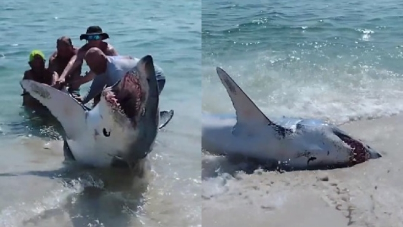 Τεράστιος καρχαρίας έχασε τον προσανατολισμό του και βγήκε στην ακτή: Προσπάθησαν να τον επαναφέρουν στη θάλασσα (vid)