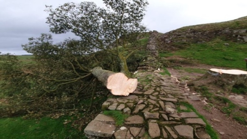 Βάνδαλοι στη Βρετανία έκοψαν το «δέντρο του Ρομπέν των Δασών»