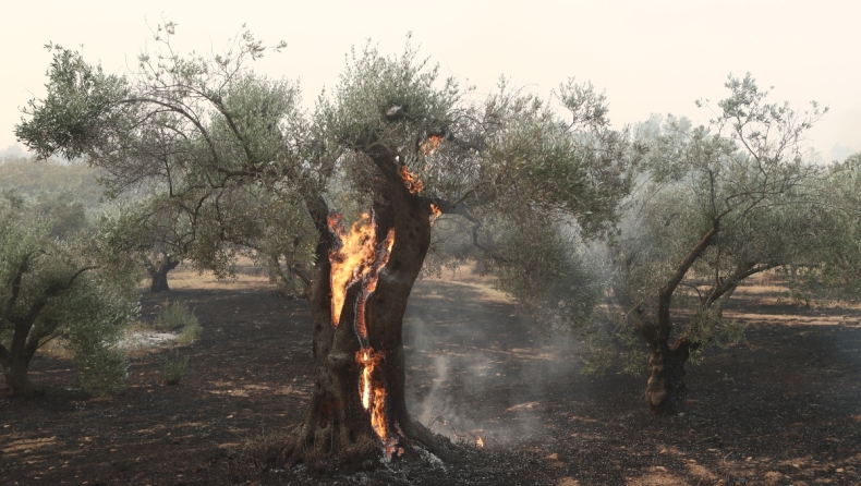 Έβρος: Τρομακτική η οικολογική καταστροφή με τη φωτιά καίει τα πάντα στο πέρασμά της για 15η μέρα