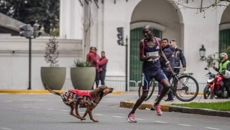 Σκύλος κυνηγάει δρομέα