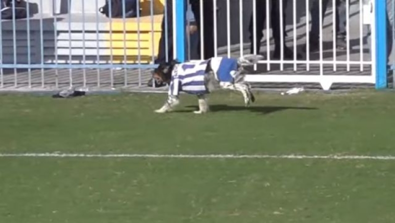 Σκύλος Απόλλων Σμύρνης