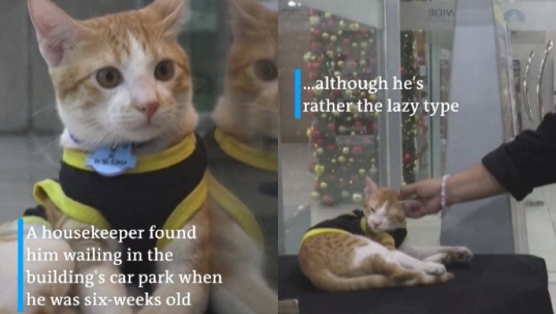 Η γάτα αστυνομικός που έχει γίνει τουριστική ατραξιόν σε εμπορικό κέντρο στη Μαλαισία (vid) 
